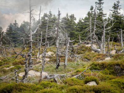 Pine trees have died and fallen killed by acid rain. The branches are broken and the bark is falling away to expose the wood beneath. Moss grows on a rock and ground growing covering plants grow all around. Mist covers the hillside